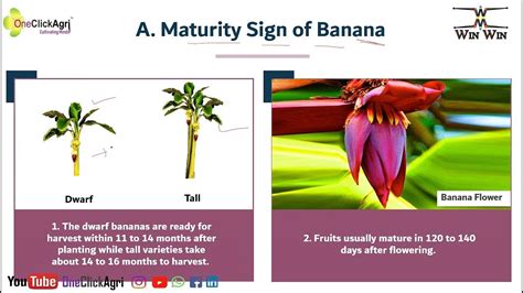 Effective Techniques for Harvesting Mature Bananas