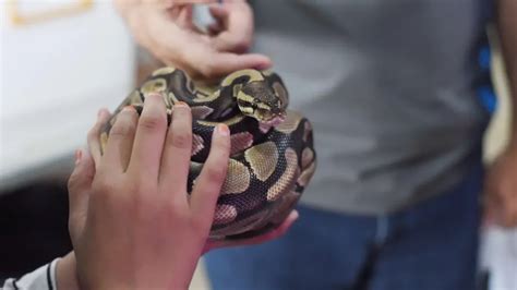 Effective Techniques for Safely Handling and Capturing Pythons