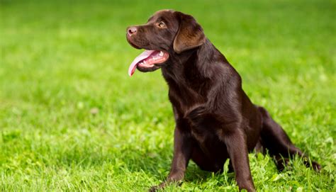 Effective Training Techniques for Owners of Chocolate Labradors