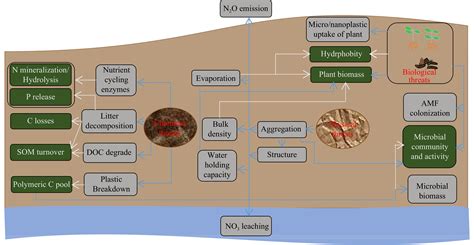 Effects of Soil Desiccation on Ecosystems and Biodiversity