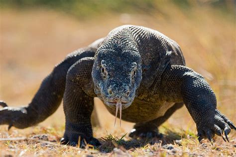 Efforts to Protect the Habitat of the Mysterious Gray Dragon