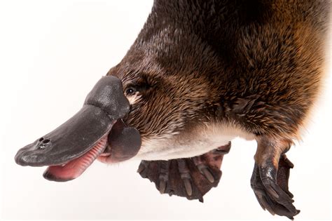 Electrifying Abilities: The Unique Sensory Organs of the Extraordinary Duck-Billed Platypus