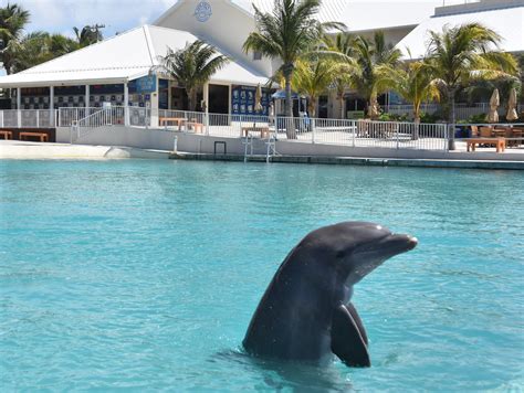 Embark on a Journey of Discovery with Exciting Dolphin Swim Tours