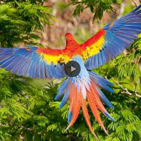 Embark on an Enchanting Journey into the World of Majestic Blue Macaws