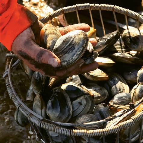 Embark on the Thrill: The Ultimate Manual to Harvesting Clams