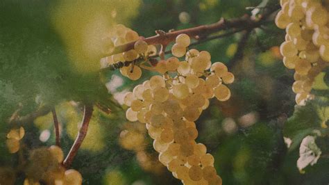 Embarking on a Journey of Exploration: Unveiling the Vastness of Grape Varieties