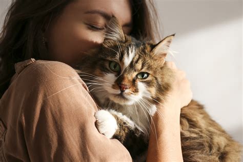 Embrace Your Affection for Felines through Feline Caretaking