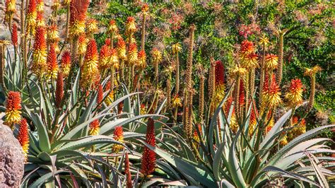 Embrace the Beauty of Indigenous Flora