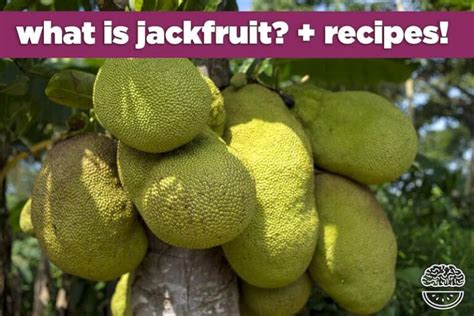 Embrace the Exotic: Jackfruit's Rise in Popularity Among Food Enthusiasts and Vegans