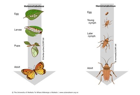 Embracing Change: Insights from the Life Cycle of a Metamorphosing Insect