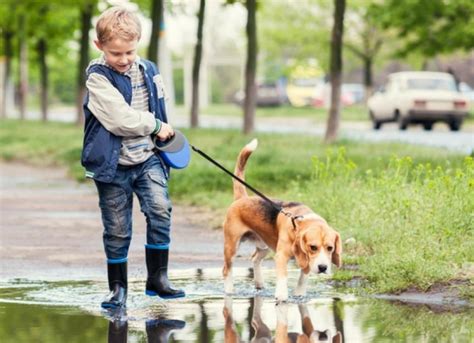 Embracing Responsibility with Puppy Care