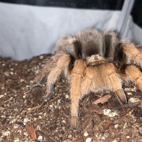 Embracing the Enigmatic Beauty of Tarantula Reveries