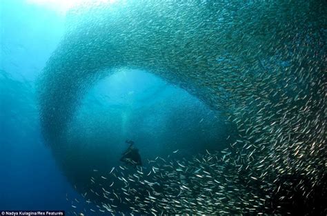 Embracing the Fantastical: Exploring the Surreal World of Delighting in Sardines Through Dream Experiences