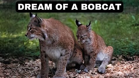 Embracing the Message: Responding to Bobcat Incidents in Your Dreams