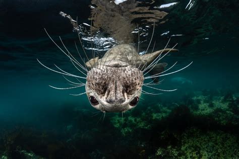 Embracing the Tranquility of Untouched Ocean Life