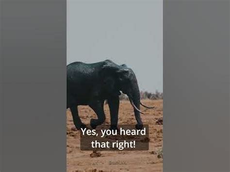 Emotional Connection: The Bond Between Humans and Infant Pachyderms