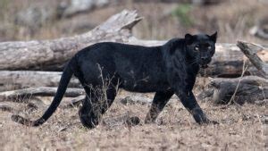 Encountering the Mysterious Ebony Panther: An Extraordinary Wildlife Experience