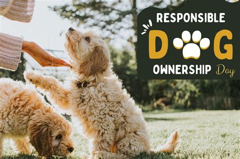 Encouraging Responsible Dog Ownership in the Community