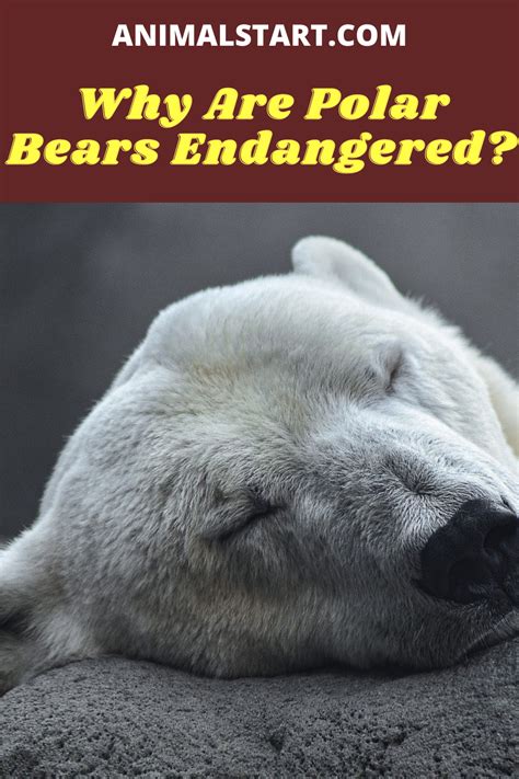 Endangered Cuties: The Importance of Safeguarding Infant Ice Bears