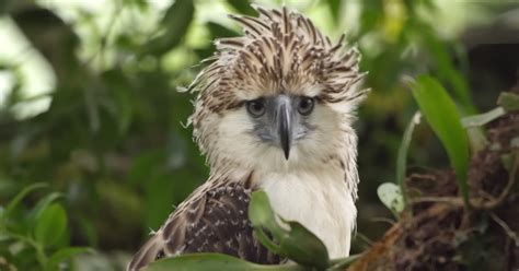 Endangered Majesty: The Struggle for Survival of Kite Birds