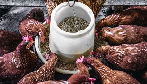 Enhancing Your Chicken Feed with Nutrient-rich Snacks