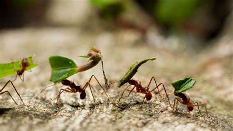 Enigma of Infinite Waves: The Intricacy of Ant Populations