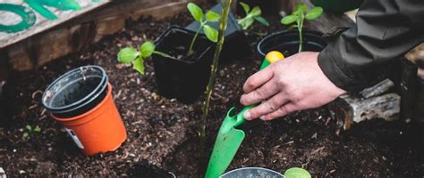 Enjoying Fresh and Chemical-Free Produce