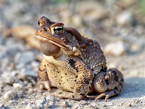 Environmental Impact: Conservation Efforts and Toad Habitats