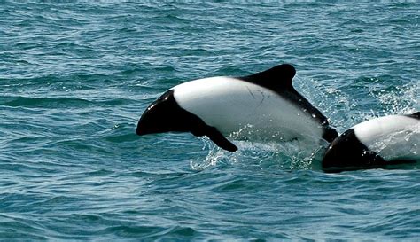 Environmental Impact: Efforts to Conserve Black and White Dolphin Species