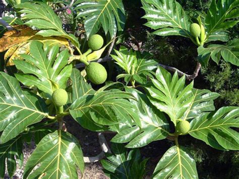 Environmental Impact: Exploring the Sustainable Benefits of Cultivating the Mystical Breadfruit Plant