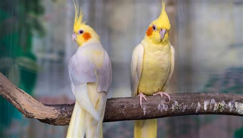 Essential Gear for Seizing a Cockatiel