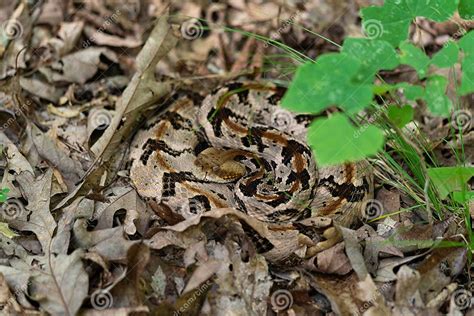 Essential Techniques for Safely Capturing a Timber Rattler in its Natural Habitat