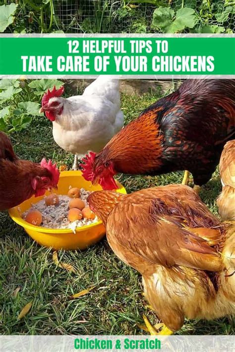 Essential Tips for Caring and Feeding Your Chicks