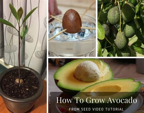 Essential Tips for Germinating Avocado Seeds