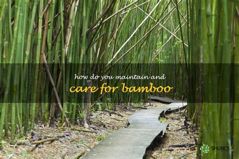 Essential Tips for Maintaining and Caring for Your Natural Bamboo Furnishings