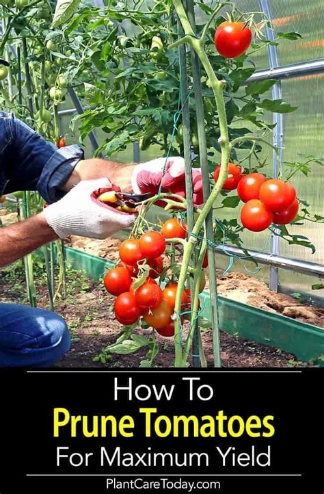 Essential Tips for Planting and Caring for Tomato Plants