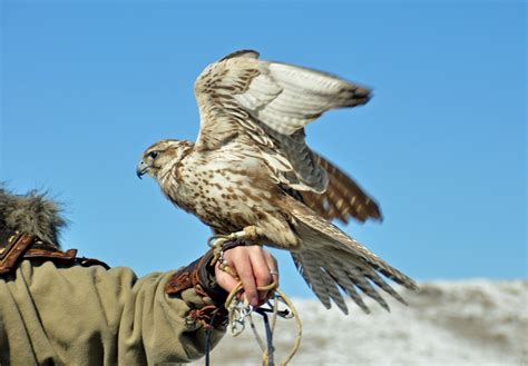 Essential Tools and Equipment for Falconry