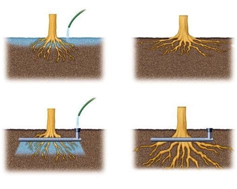 Establishing a Firm Foundation: Strategies for Enhancing Root Development