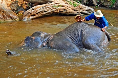 Ethical Concerns: The Need for Responsible Elephant Tourism