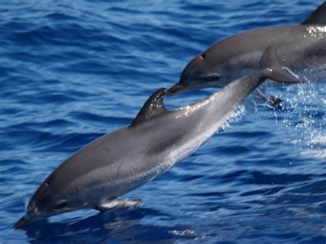 Ethical Considerations for Interacting with Dolphins: Respecting their Natural Environment