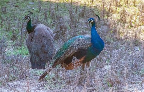 Ethical Considerations for Observing Peafowls in their Natural Habitat