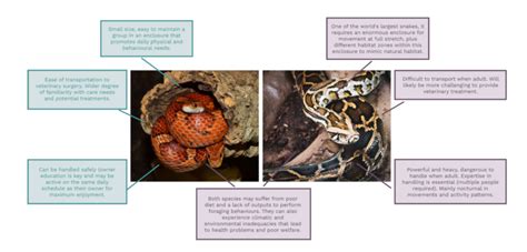 Ethical Considerations in Snake Handling: Guidelines and Principles