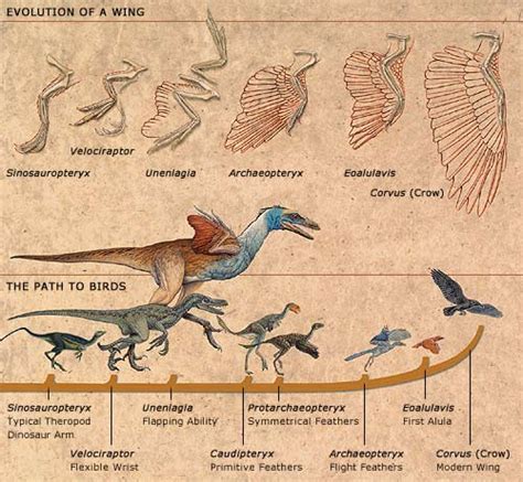 Evolution of Avian Aggression: Tracing the Origins of Bird Onslaughts