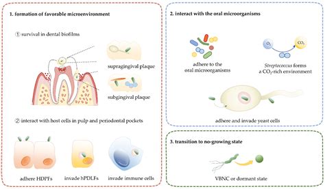 Examining the Phenomenon of Fecal Egress via the Oral Cavity