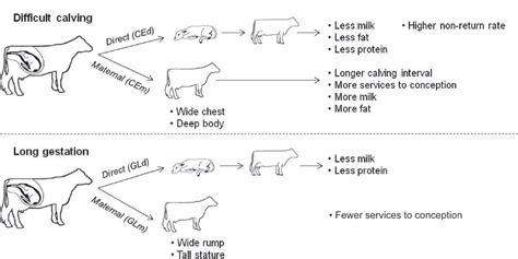 Examining the Relationship between Dreams of Maternal Ancestors' Gestation and Fertility