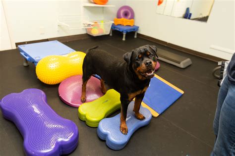 Exercise and Weight Management in Canine Companions