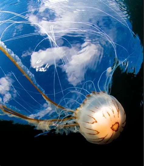 Experience an Intimate Connection with Majestic Marine Creatures