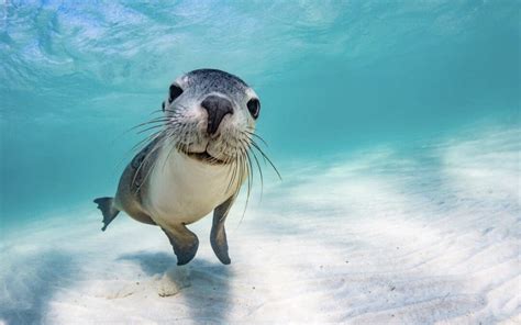 Experience the Dream: Swim with Majestic Marine Creatures