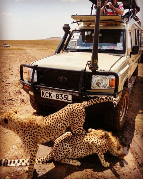 Experience the Thrilling Safari Adventures