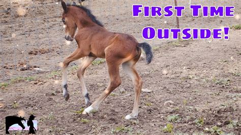 Experiencing the Enchantment of a Foal's Initial Strides